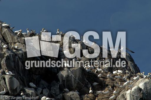 Basstölpel (6 von 24).jpg